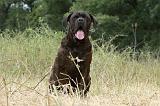 CANE CORSO 1474